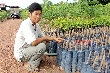 Cao su giống thời mủ rớt giá (Bài cuối)